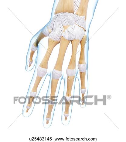 Stock Illustration - Human hand bones, artwork. Fotosearch