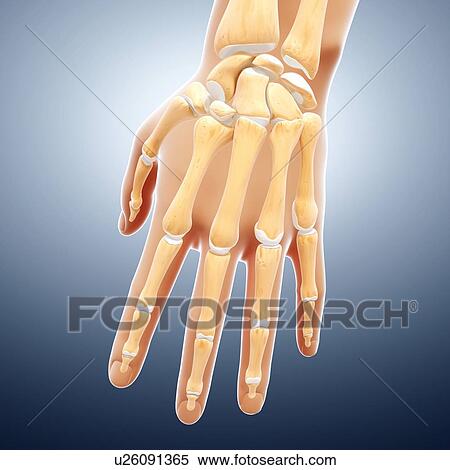 Stock Illustration - Human hand bones, artwork. Fotosearch