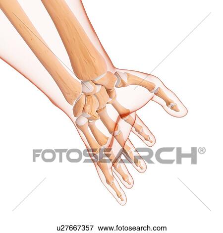 Stock Illustration - Human hand bones, artwork. Fotosearch