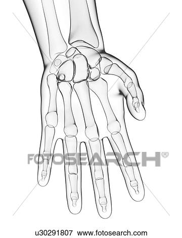 Stock Illustration - Human hand bones, artwork. Fotosearch