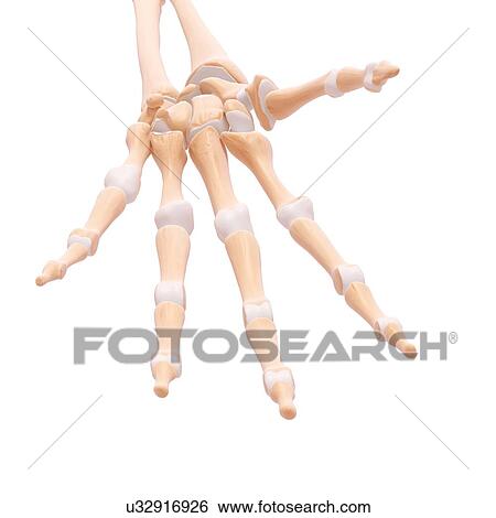 Stock Illustration - Human hand bones, artwork. Fotosearch