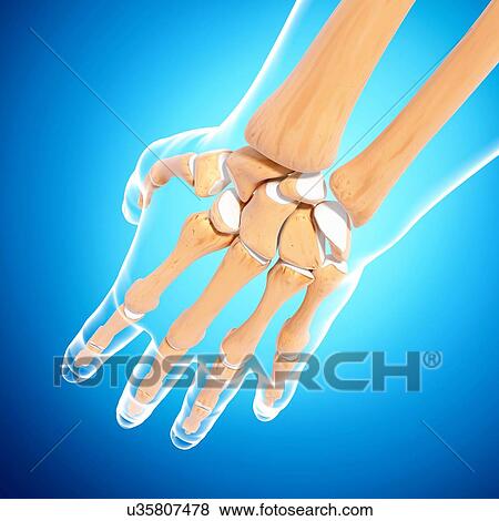 Human hand bones, artwork View Large Illustration Stock Illustration - Human hand bones, artwork. Fotosearch