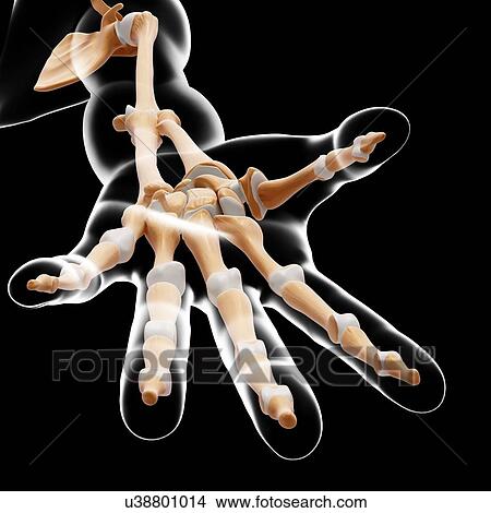 Human hand bones, artwork View Large Illustration Stock Illustration - Human hand bones, artwork. Fotosearch