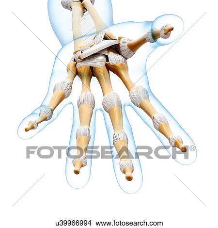 Human hand bones, artwork View Large Illustration Stock Illustration - Human hand bones, artwork. Fotosearch