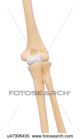 Human hand bones, artwork View Large Illustration Stock Illustration - Human hand bones, artwork. Fotosearch