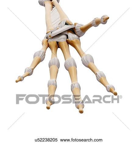 Human hand bones, artwork View Large Illustration Stock Illustration - Human hand bones, artwork. Fotosearch