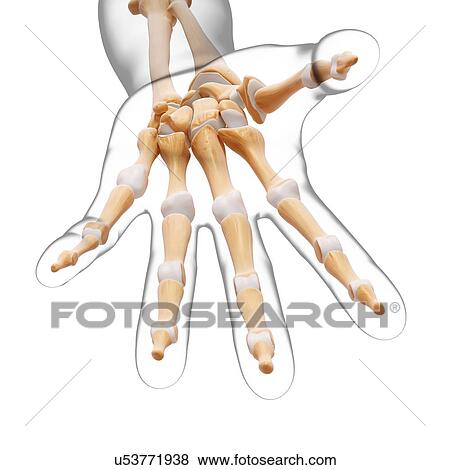 Human hand bones, artwork View Large Illustration Stock Illustration - Human hand bones, artwork. Fotosearch