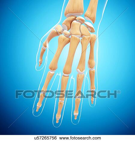 Stock Illustration - Human hand bones, artwork. Fotosearch