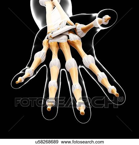 Human hand bones, artwork View Large Illustration Stock Illustration - Human hand bones, artwork. Fotosearch