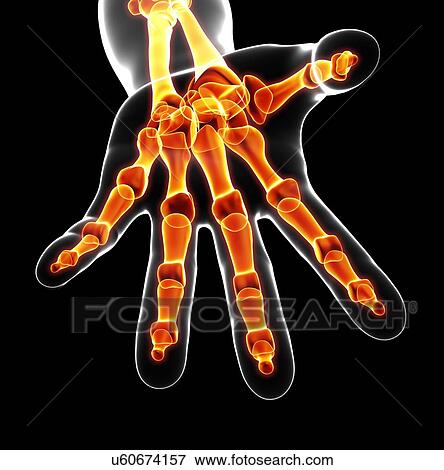 Stock Illustration - Human hand bones, artwork. Fotosearch