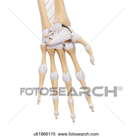 Human hand bones, artwork View Large Illustration Stock Illustration - Human hand bones, artwork. Fotosearch
