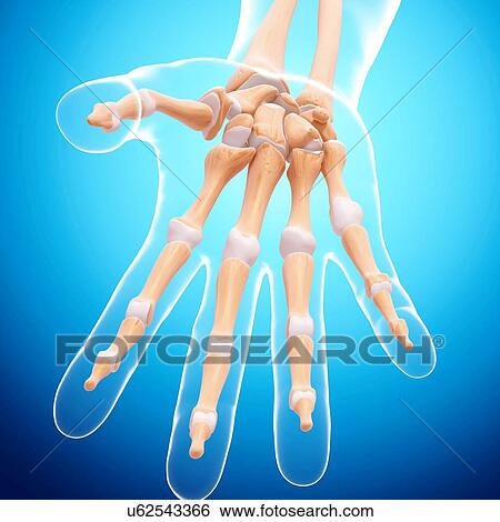 Stock Illustration - Human hand bones, artwork. Fotosearch