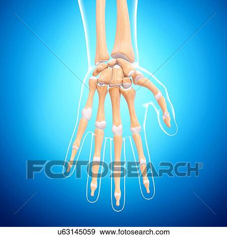 Human hand bones, artwork View Large Illustration Stock Illustration - Human hand bones, artwork. Fotosearch