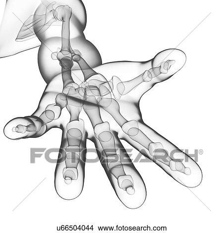 Human hand bones, artwork View Large Illustration Stock Illustration - Human hand bones, artwork. Fotosearch