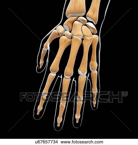 Stock Illustration - Human hand bones, artwork. Fotosearch