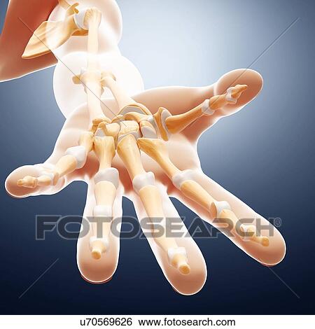 Stock Illustration - Human hand bones, artwork. Fotosearch