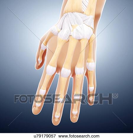 Human hand bones, artwork View Large Illustration Stock Illustration - Human hand bones, artwork. Fotosearch