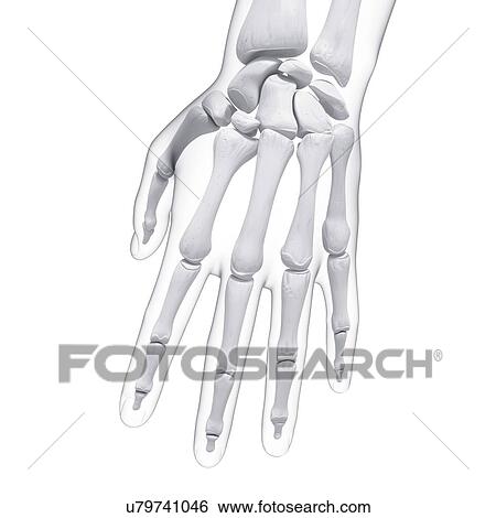Human hand bones, artwork View Large Illustration Stock Illustration - Human hand bones, artwork. Fotosearch