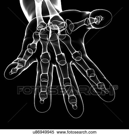 Human hand bones, artwork View Large Illustration Stock Illustration - Human hand bones, artwork. Fotosearch