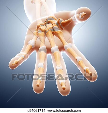 Human hand bones, artwork View Large Illustration Stock Illustration - Human hand bones, artwork. Fotosearch
