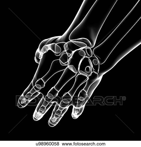 Human hand bones, artwork View Large Illustration Stock Illustration - Human hand bones, artwork. Fotosearch