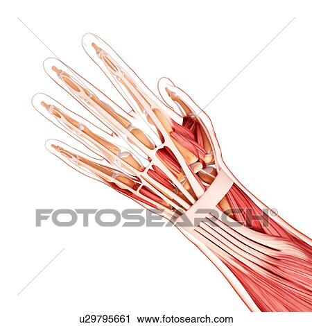 Human hand musculature, artwork View Large Illustration Clip Art - Human hand musculature, artwork. Fotosearch