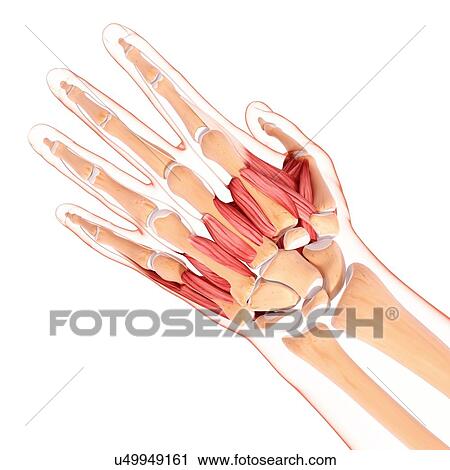 Human hand musculature, artwork View Large Illustration Clip Art - Human hand musculature, artwork. Fotosearch