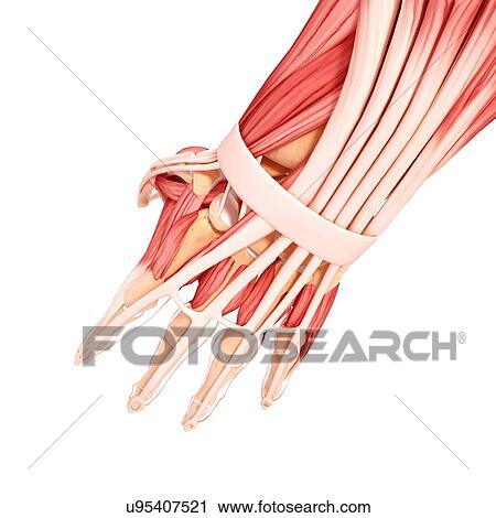 Human hand musculature, artwork View Large Illustration Clip Art - Human hand musculature, artwork. Fotosearch