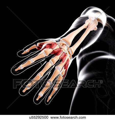 Human hand musculature, artwork View Large Illustration Clipart - Human hand musculature, artwork. Fotosearch