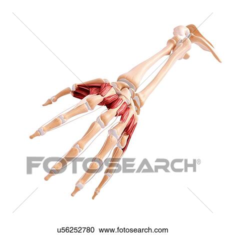 Human hand musculature, artwork View Large Illustration Clipart - Human hand musculature, artwork. Fotosearch
