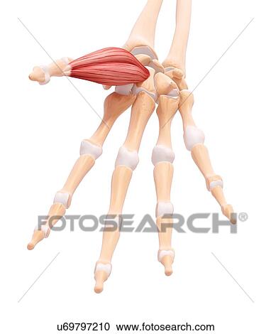 Clipart - Human hand musculature, artwork. Fotosearch