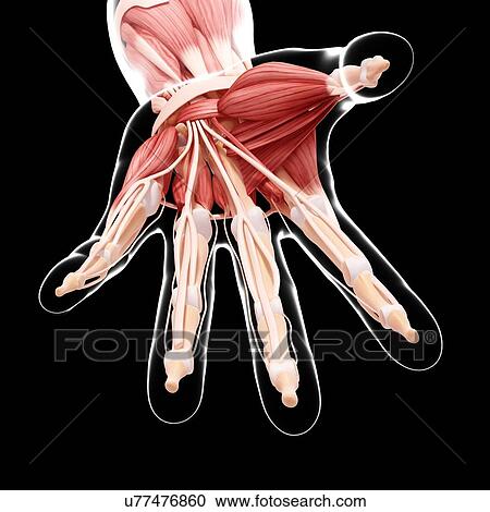 Human hand musculature, artwork View Large Illustration Clipart - Human hand musculature, artwork. Fotosearch