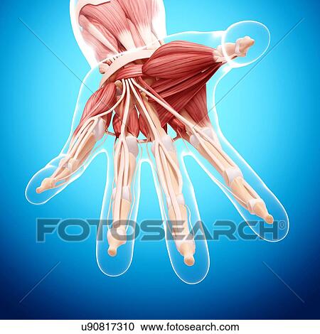 Human hand musculature, artwork View Large Illustration Clipart - Human hand musculature, artwork. Fotosearch