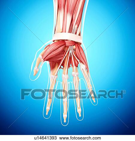 Human hand musculature, artwork View Large Illustration Drawing - Human hand musculature, artwork. Fotosearch