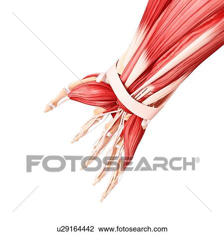 Human hand musculature, artwork View Large Illustration Drawing - Human hand musculature, artwork. Fotosearch