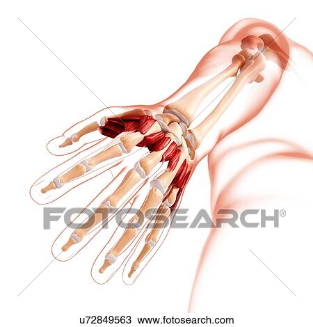 Human hand musculature, artwork View Large Illustration Drawing - Human hand musculature, artwork. Fotosearch