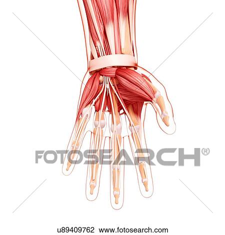 Human hand musculature, artwork View Large Illustration Drawing - Human hand musculature, artwork. Fotosearch