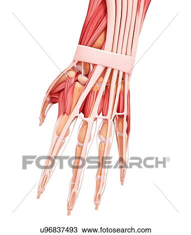 Drawing - Human hand musculature, artwork. Fotosearch
