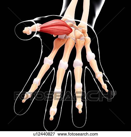 Human hand musculature, artwork View Large Illustration Stock Illustration - Human hand musculature, artwork. Fotosearch