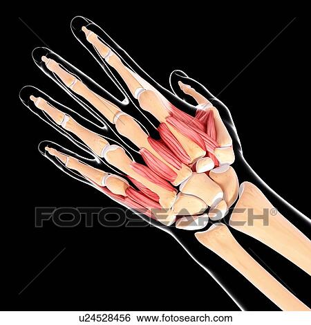 Human hand musculature, artwork View Large Illustration Stock Illustration - Human hand musculature, artwork. Fotosearch