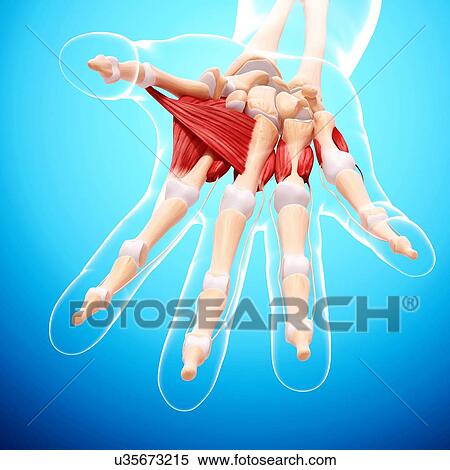 Stock Illustration - Human hand musculature, artwork. Fotosearch