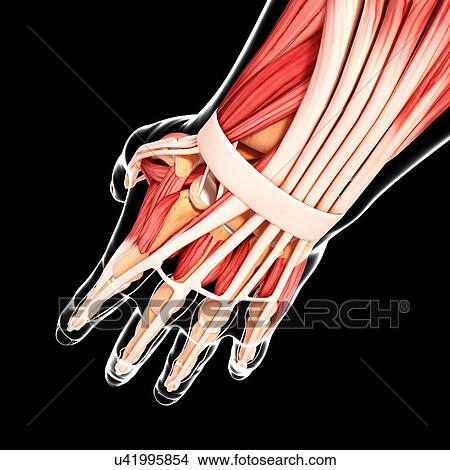 Human hand musculature, artwork View Large Illustration Stock Illustration - Human hand musculature, artwork. Fotosearch