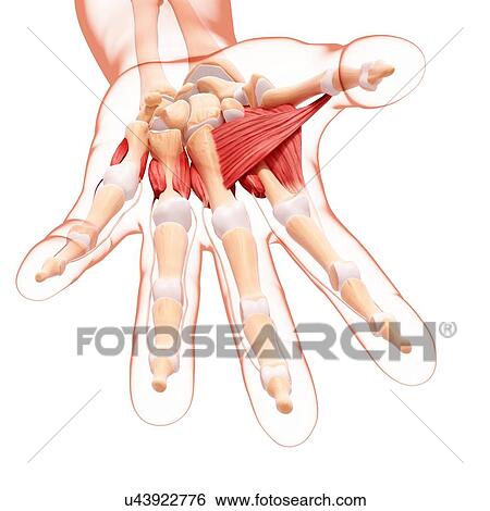 Stock Illustration - Human hand musculature, artwork. Fotosearch