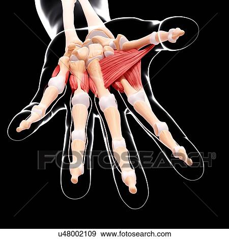 Stock Illustration - Human hand musculature, artwork. Fotosearch