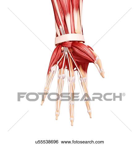 Human hand musculature, artwork View Large Illustration Stock Illustration - Human hand musculature, artwork. Fotosearch