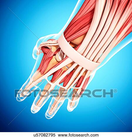 Human hand musculature, artwork View Large Illustration Stock Illustration - Human hand musculature, artwork. Fotosearch