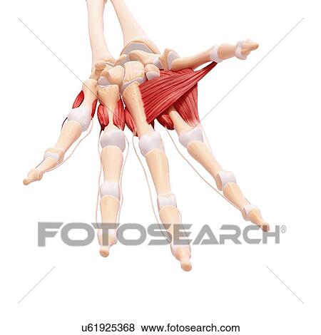 Stock Illustration - Human hand musculature, artwork. Fotosearch