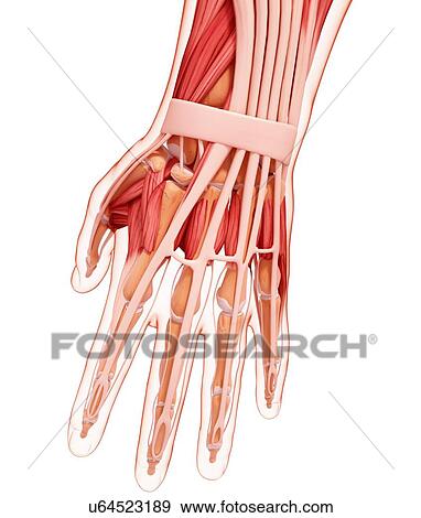 Stock Illustration - Human hand musculature, artwork. Fotosearch