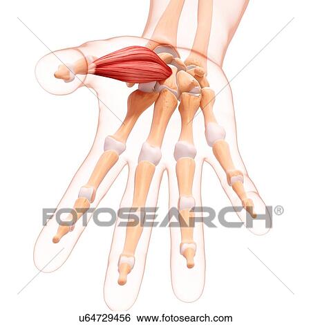 Stock Illustration - Human hand musculature, artwork. Fotosearch