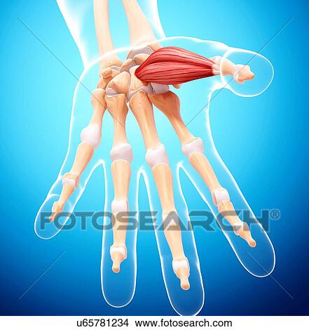 Human hand musculature, artwork View Large Illustration Stock Illustration - Human hand musculature, artwork. Fotosearch
